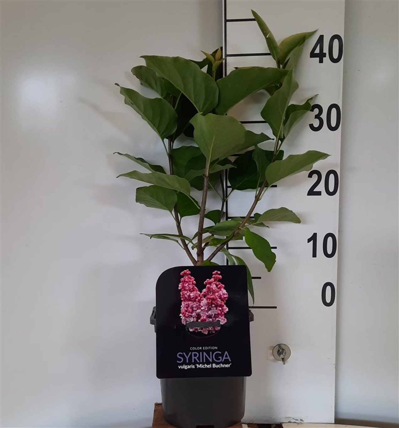 Syringa v. 'Michel Buchner' - C2 30-40 CM